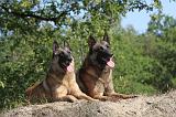 MALINOIS 054